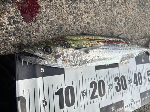 サゴシの釣果