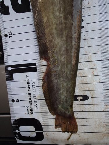 ナマズの釣果