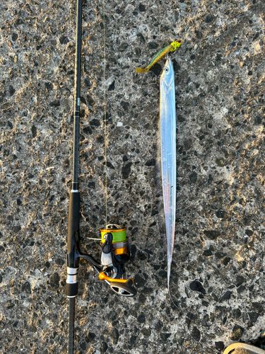 タチウオの釣果