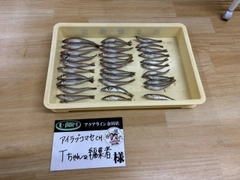 キスの釣果