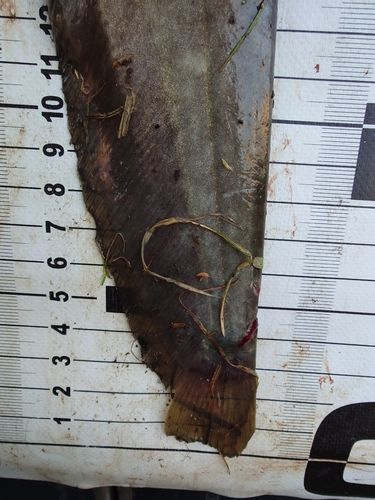 ナマズの釣果
