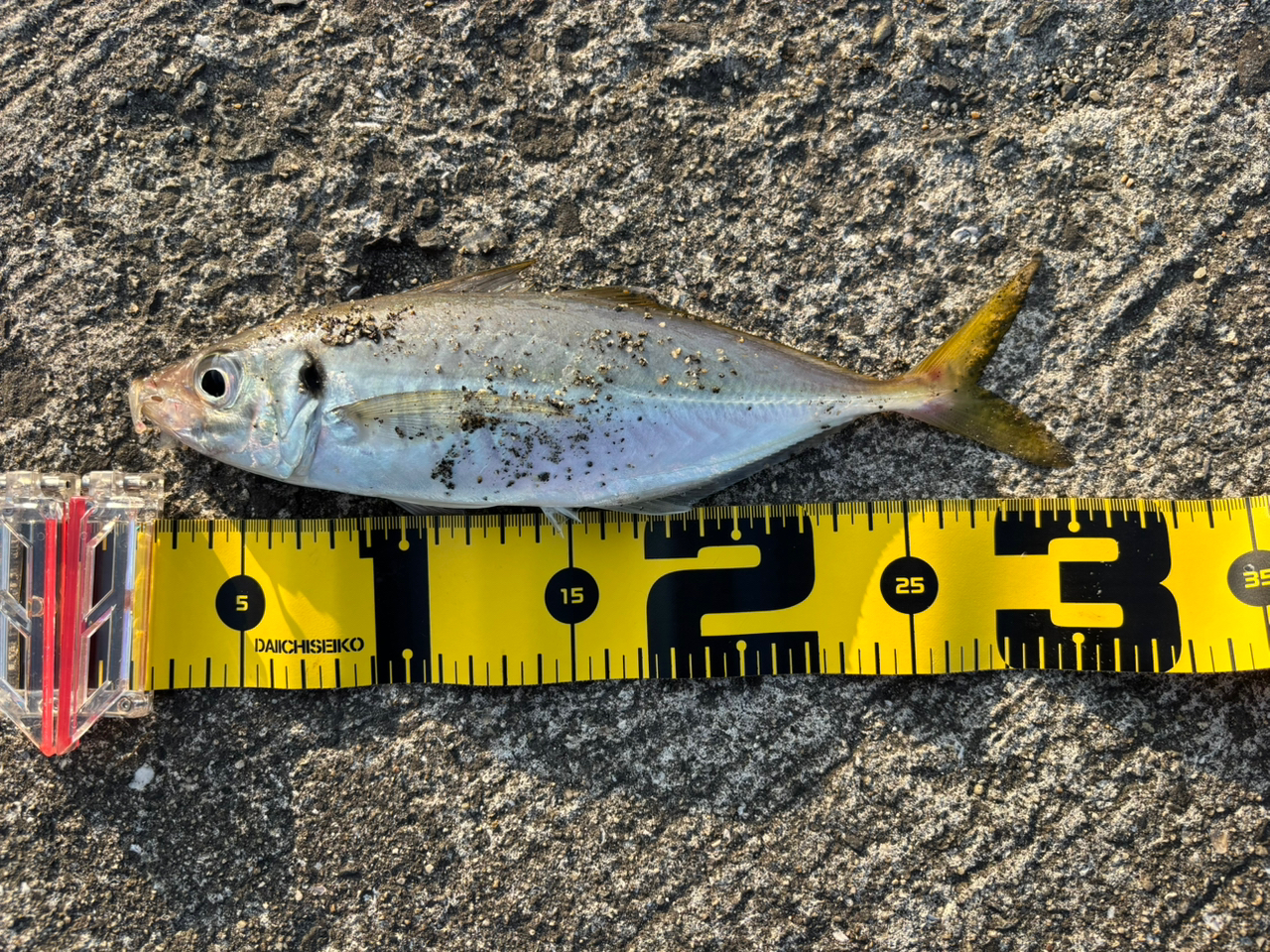 Jackall BRS - Rods | Saltwater Rods