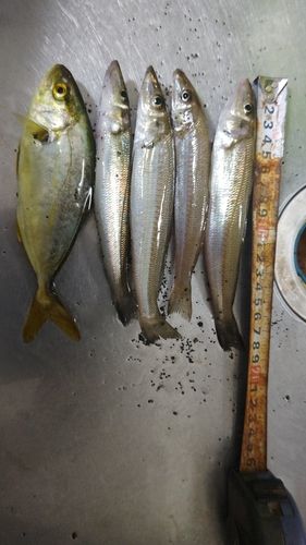 シロギスの釣果
