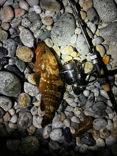 キジハタの釣果