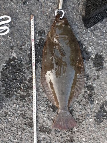 ヒラメの釣果