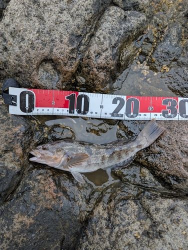 アイナメの釣果