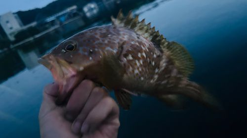 キジハタの釣果