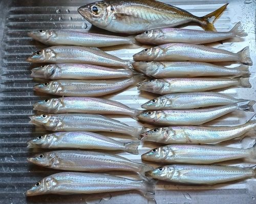 シロギスの釣果