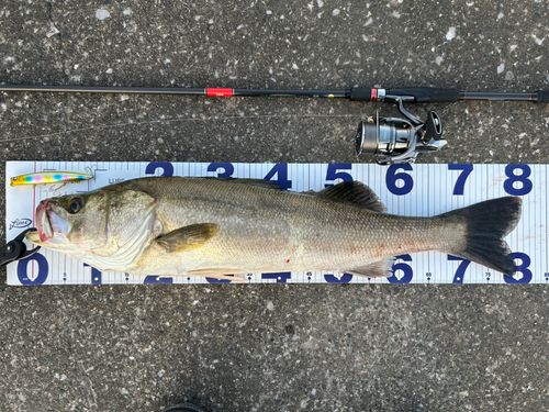シーバスの釣果