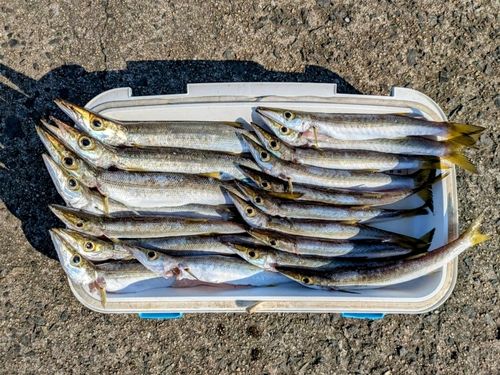 カマスの釣果