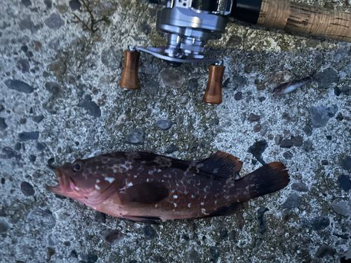 キジハタの釣果