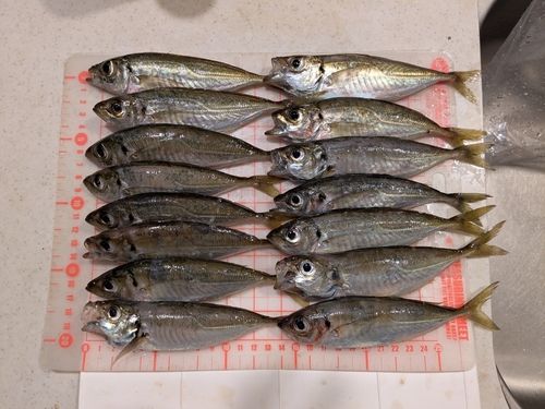 アジの釣果