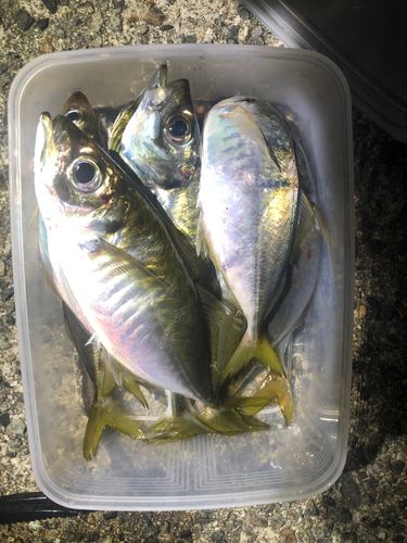 アジの釣果