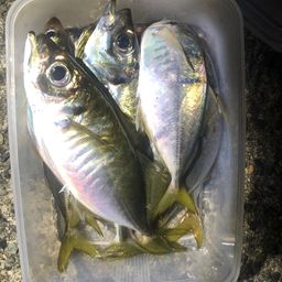 アジ