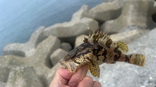 タケノコメバルの釣果