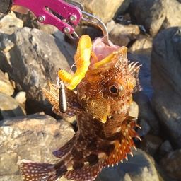 カサゴ