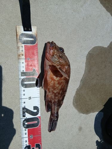カサゴの釣果