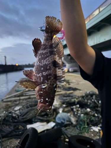 キジハタの釣果