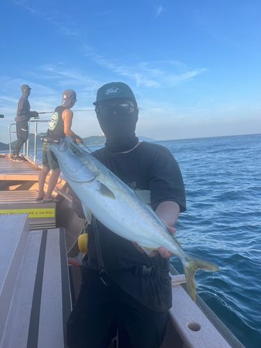 ハマチの釣果