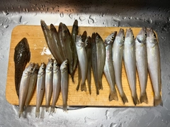 シロギスの釣果