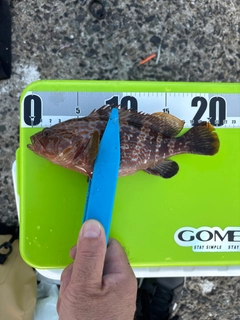 キジハタの釣果