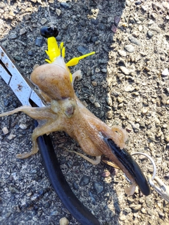 イイダコの釣果