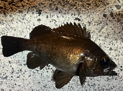 メバルの釣果