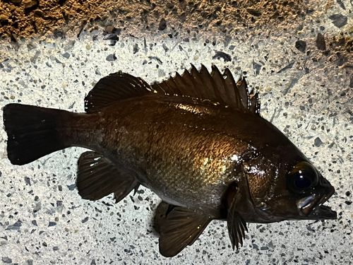 メバルの釣果