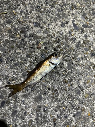 ムツの釣果
