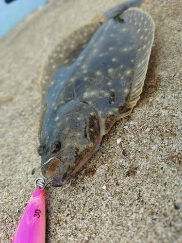 ソゲの釣果