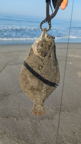 ソゲの釣果