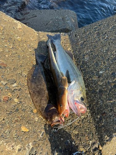 シーバスの釣果