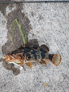 ベッコウゾイの釣果