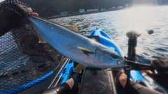 ワラサの釣果