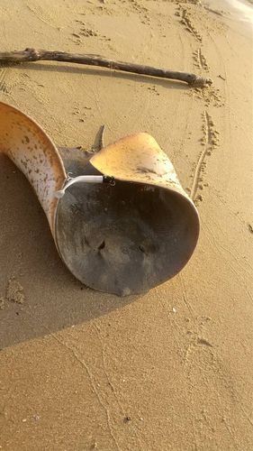 ツバクロエイの釣果