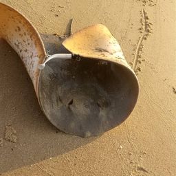 ツバクロエイ