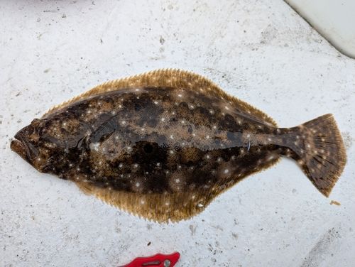 ヒラメの釣果