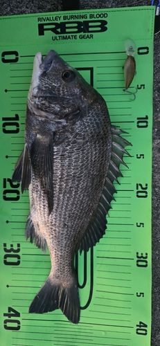 チヌの釣果