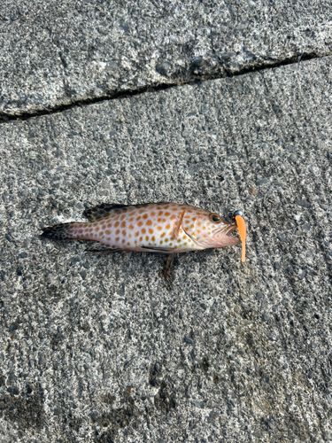 オオモンハタの釣果