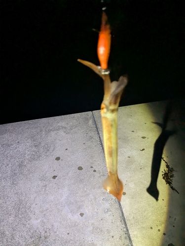 イカの釣果