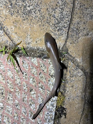 ドチザメの釣果