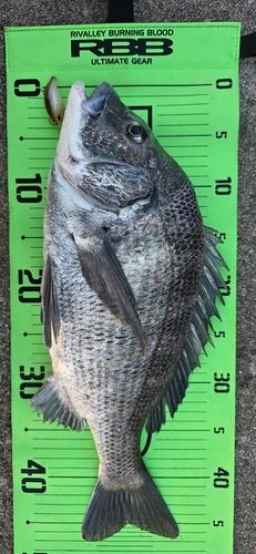 チヌの釣果