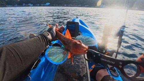 ホウボウの釣果