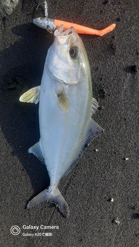 ショゴの釣果