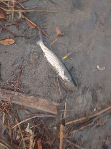 ボラの釣果
