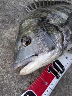 クロダイの釣果