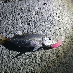 アジ