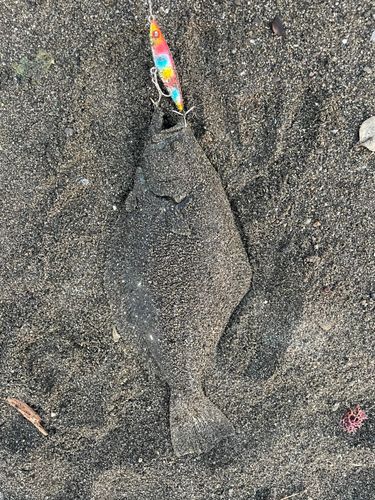 ソゲの釣果