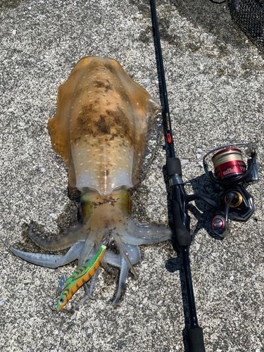 アオリイカの釣果