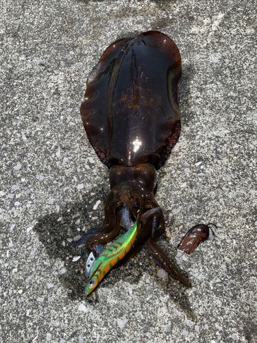アオリイカの釣果